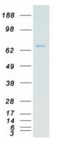 SDS-PAGE (ITK-2227H).jpg